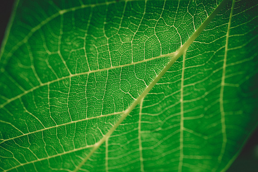 Green leaf with veins close-up.