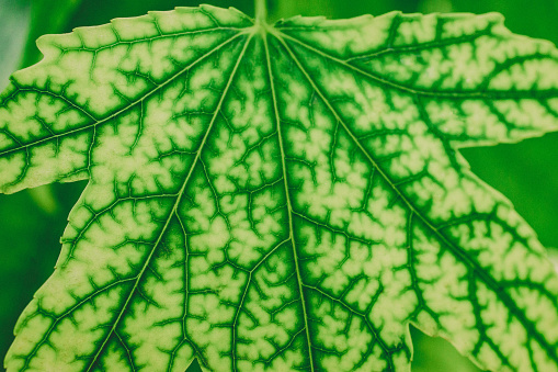 Macro photo of a sweetgum leaf.