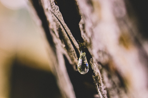 Macro photo of a beech's resin drop.