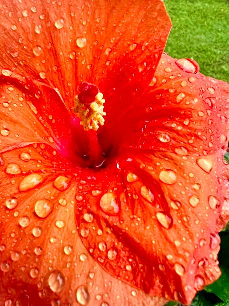 ハイビスカス - stem pollen hibiscus beauty in nature ストックフォトと画像