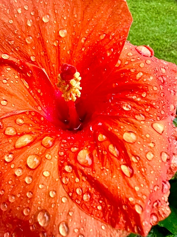 Hibiscus with raindrops
