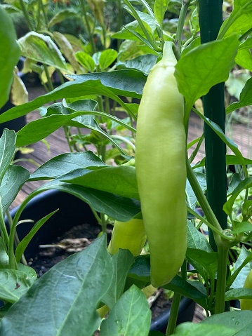 Banana pepper plants growing in a container garden