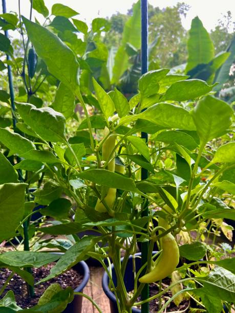 istock Banana pepper plants growing in a garden 1409584336