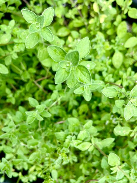 orégano fresco crescendo em um jardim de perto vista aérea - herb garden healthy eating freshness marjoram - fotografias e filmes do acervo