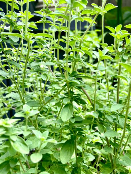 orégano fresco crescendo em um jardim de perto vista lateral - herb garden healthy eating freshness marjoram - fotografias e filmes do acervo