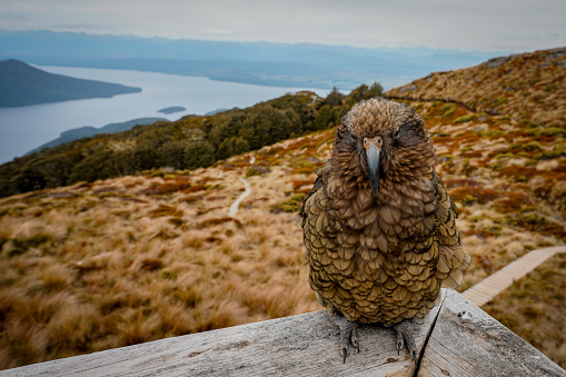 Kea Bird, Kepler track, Fiordland National Park, New Zealand