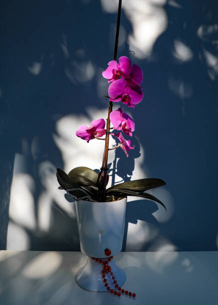 orchidea viola nelle luci - orchid foto e immagini stock