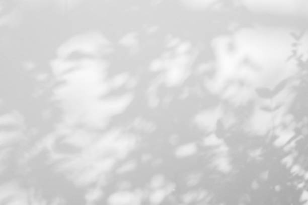 istock Abstract natural tree leaves shadow on white wall background 1409590250