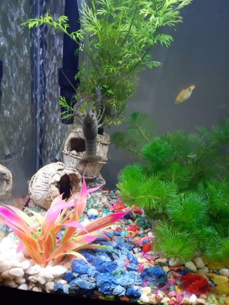 aquashape  and fish for home decoration