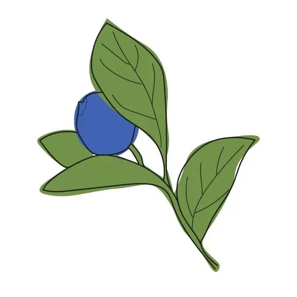 Vector illustration of Blueberry branch minimalistic flat and line style.sprig of blueberries with leaves and berries