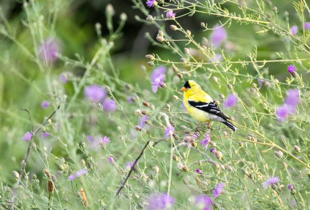 fringuello d'oro americano nelle erbacce - american goldfinch gold finch bird branch foto e immagini stock