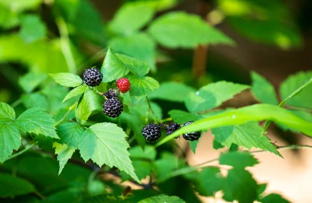 istock Wild Black Berries Growing in the Woods 1409592870