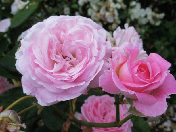 istock Beautiful Bright Closeup Pink White Rose Flowers In Summer 1409595656