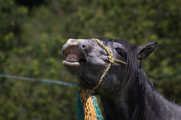 istock Horse face with beautiful smile 1409595674