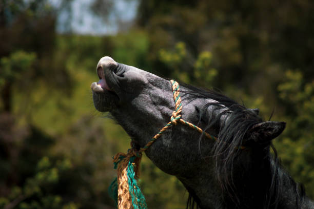 bellissimo ritratto di un cavallo - livestock horse bay animal foto e immagini stock