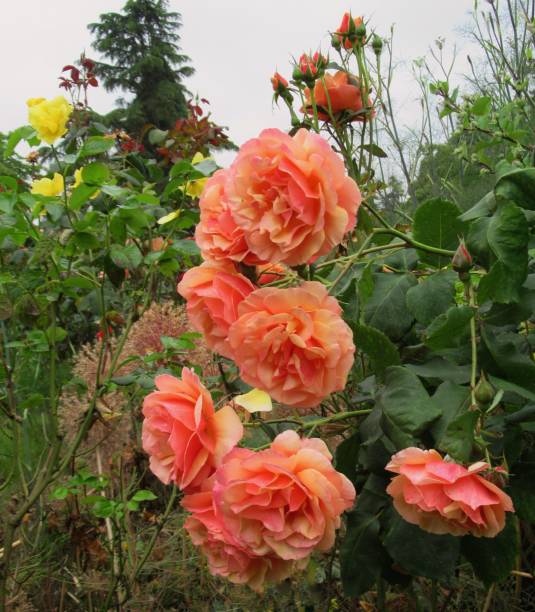 istock Beautiful Bright Closeup Orange Rose Flowers In Summer 1409596252