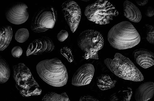 pattern from seashells on a black background. seashells on a dark table. collection of seashells and stones