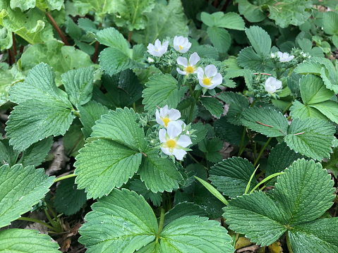 Foliage and flowers of pine berry (white strawberry)
