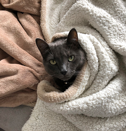 istock Cat in a blanket 1409598825