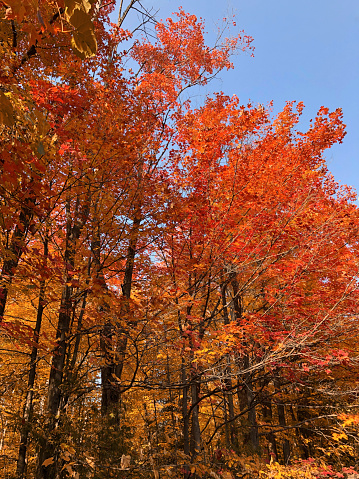 Brightly coloured foliage of maple grow in a fall