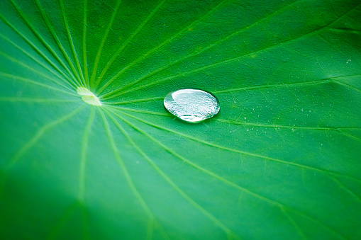 water droplets on lotus leaf