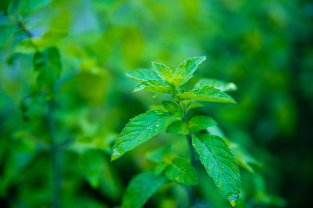 peppermint plant in summer