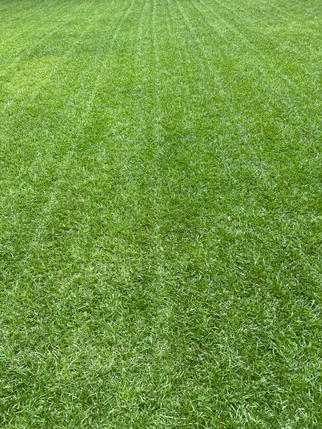 istock Freshly mowed warm-season lawn 1409600758