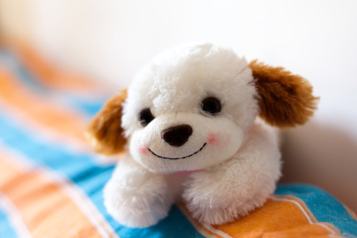 Tender stuffed sheep seated on a white background