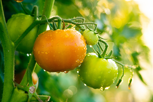 Close-up fresh tomato