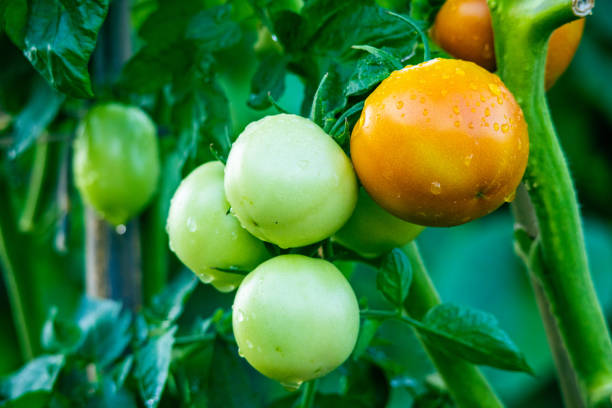Unripe green tomatoes on branch