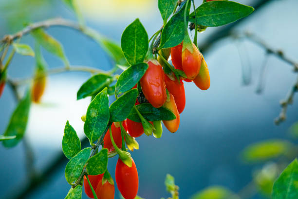 Goji berry fruits