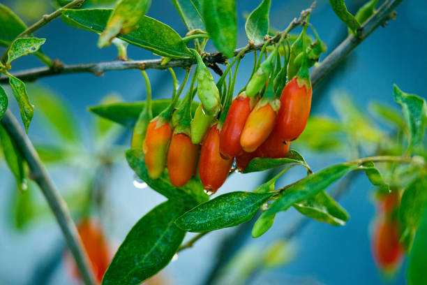 Goji berry fruits