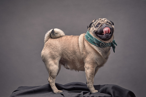 Full-length portrait of a pug dog on a grey background. Pedigree. Sticking out his tongue.