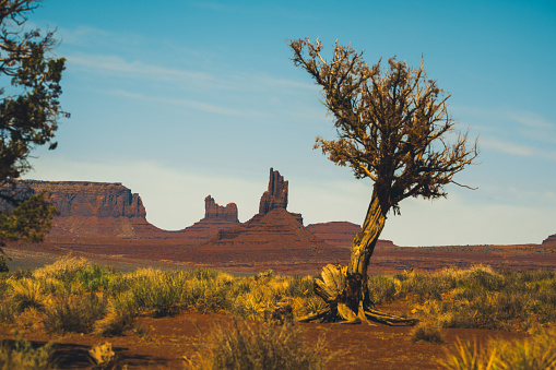Lonely tree in Monument Valley, the wild west desert landscape in the border of Utah and Arizona. Seen a warm afternoon in the summer.