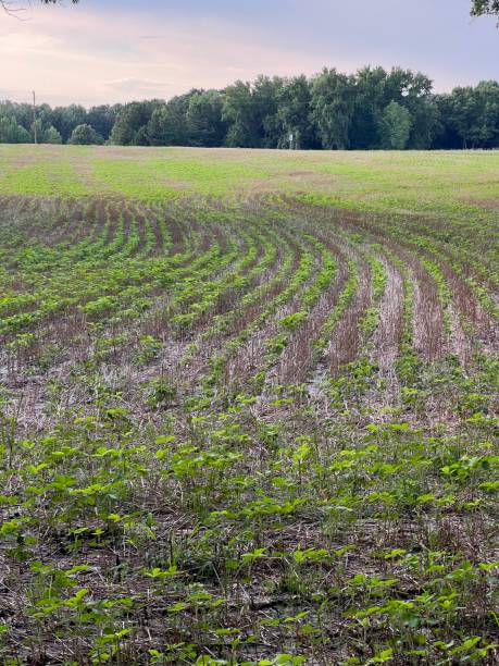 istock Rows of soybeans in soybean agricultural field 1409609107