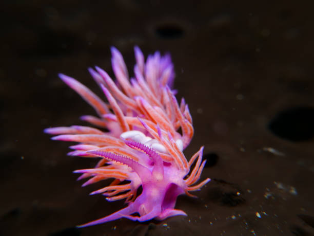 nudibranche rose avec parasite - nudibranch photos et images de collection