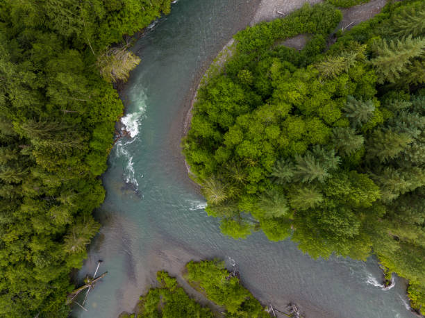 istock High angle view of a river flowing through a temperate rainforest 1409609278
