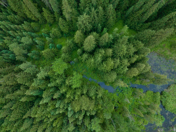 istock Aerial view of a pristine forest 1409609392