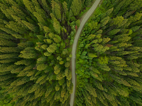 Drone view of a lush green coastal forest. Beauty in nature. Environmental conservation backgrounds.