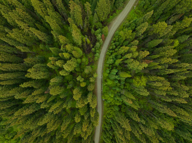 aerial view of a pristine forest - logging road imagens e fotografias de stock