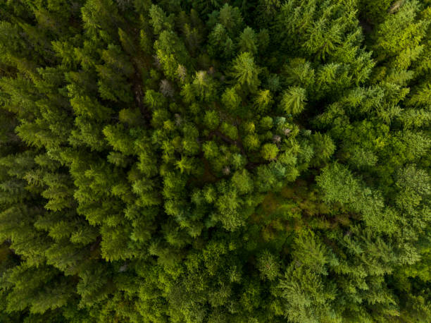 istock Aerial view of a pristine forest 1409610013