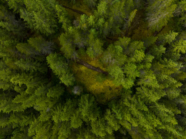 istock Aerial view of a pristine forest 1409610073