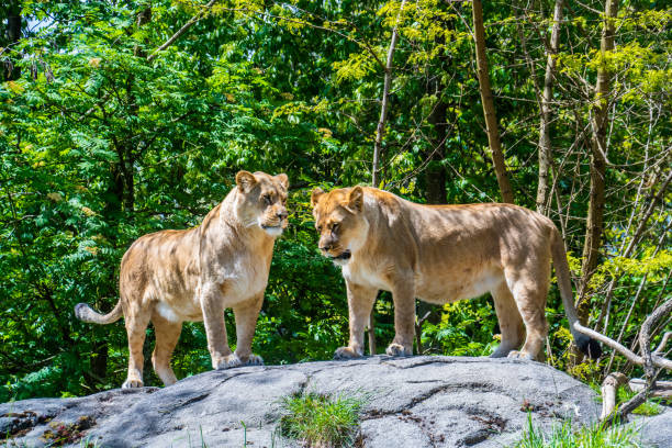 istock Lion in afternoon sun 1409610126