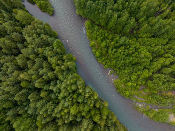 istock High angle view of a river flowing through a green forest 1409610161