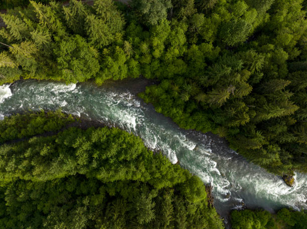 istock High angle view of a river flowing through a temperate rainforest 1409610229