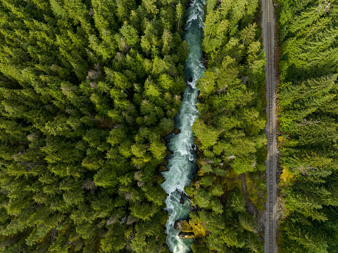 Drone view of a lush green coastal forest. Beauty in nature. Environmental conservation backgrounds. Cheakamus River in Whistler, Canada.