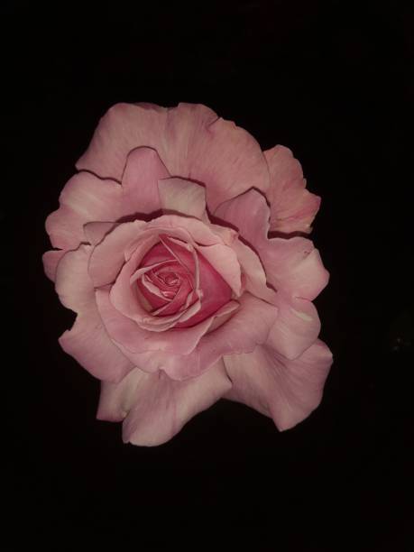 istock Beautiful Pink Hibiscus at night. 1409611295