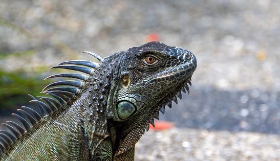 A dragon lizard seen in the wild at daylight. Blurred asphalt background.