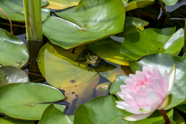 istock The northern leopard frog,(Lithobates pipiens or Rana pipiens) 1409612826