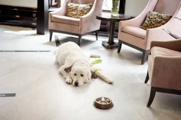 Photo of Dog lying on the floor in lobby of some hotel